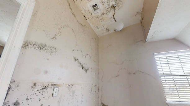 Environmental Consulting for Mold Prevention in Darien Downtown, CT