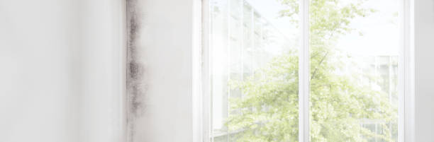 Best Black Mold Removal  in Darien Downtown, CT