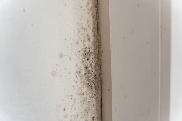 Best HVAC Mold Inspection and Cleaning  in Darien Downtown, CT